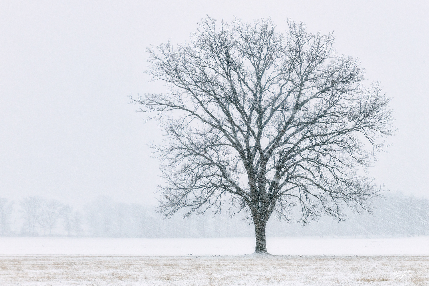 Tree, Snow Storm, Southern Illinois
