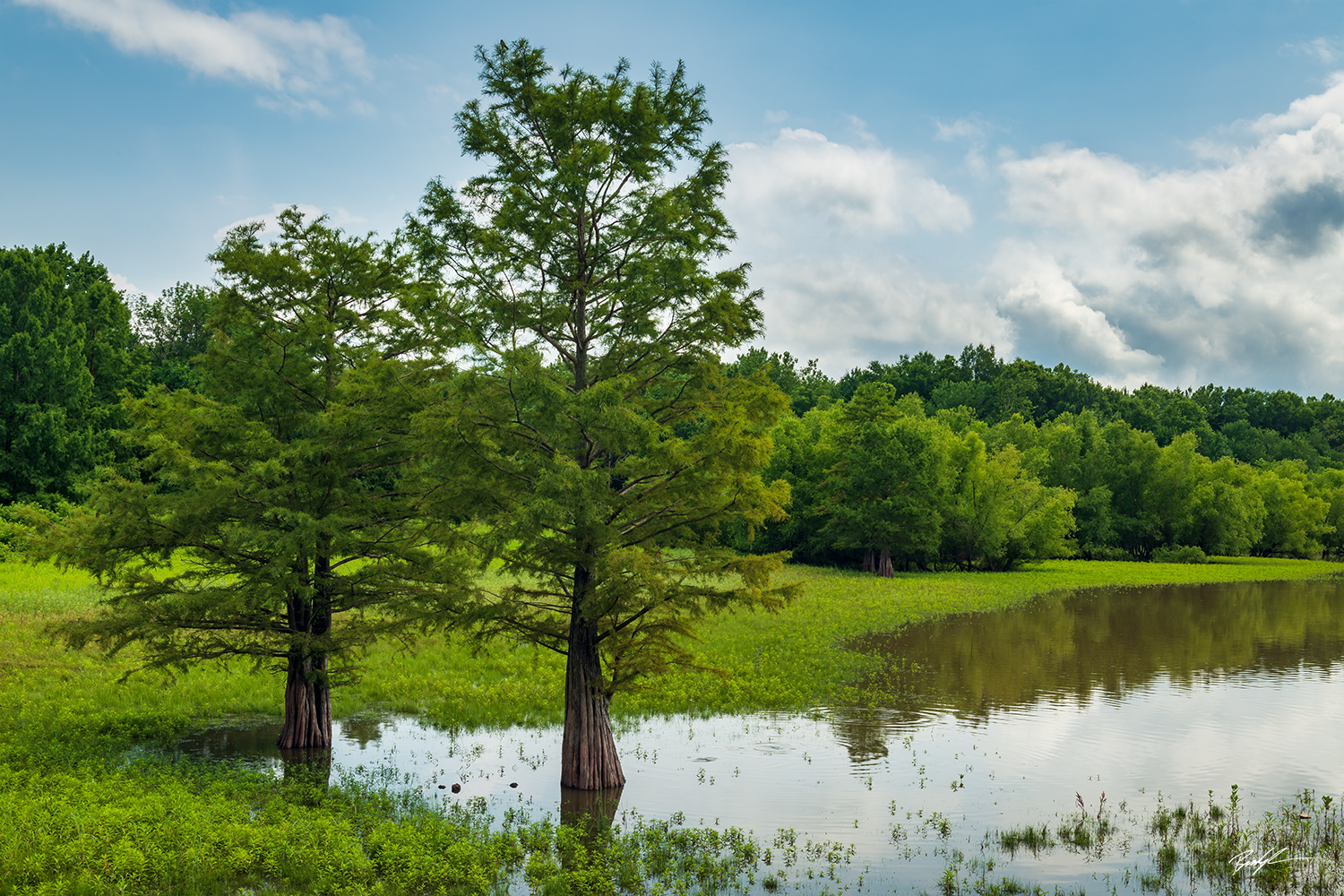 Bald Cypress Trees Summer Eldon Hazlet State Park Illinois