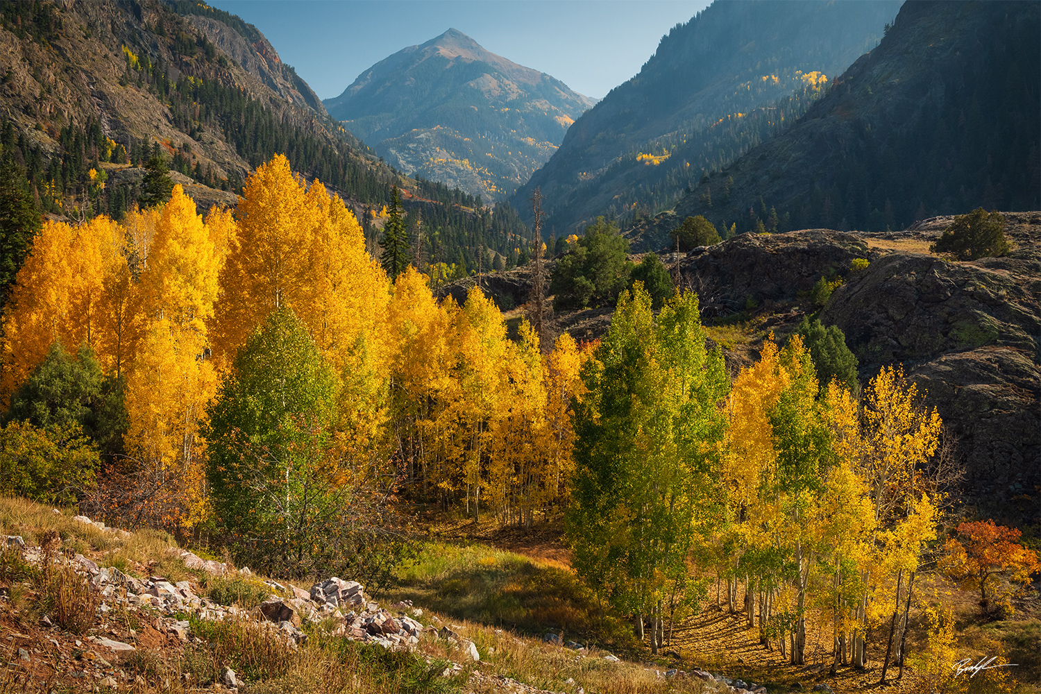 Aspens San Juan Mountains Ouray Colorado