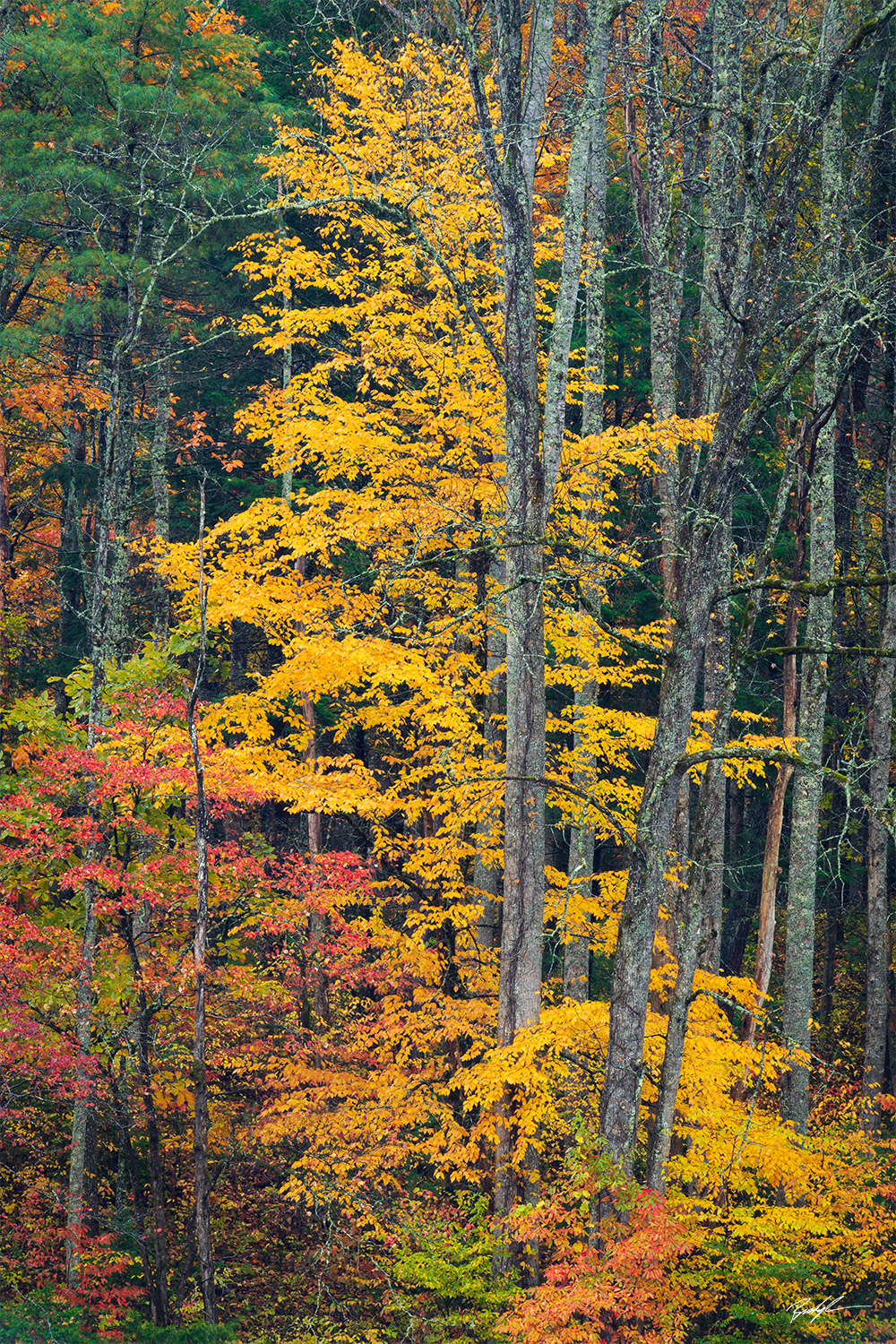 Cades Cove, Smoky Mountain National Park, Tennessee