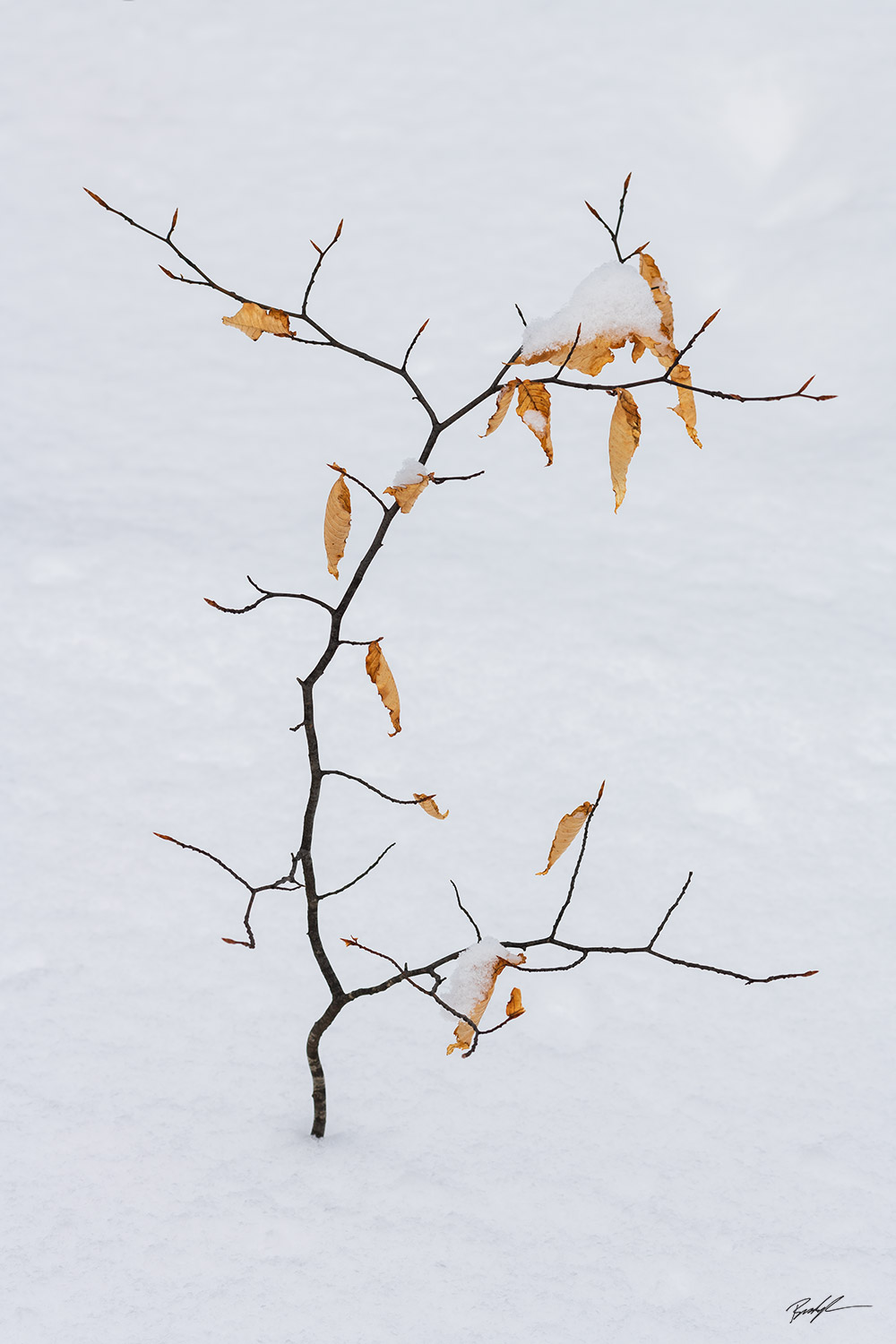 Beech Sapling, Winter Forest, Door County, Wisconsin