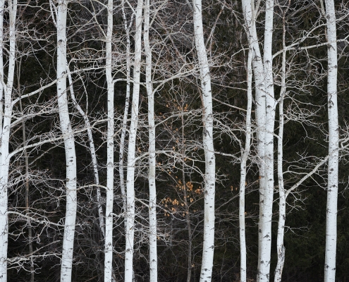 Paper Birch Trees Door County Wisconsin