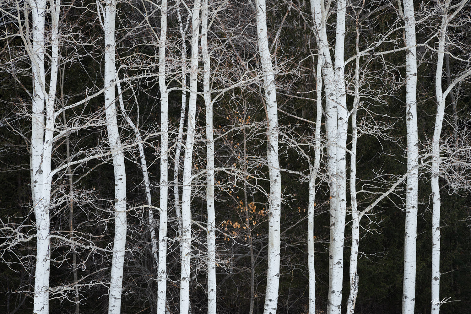 Paper Birch Trees Door County Wisconsin