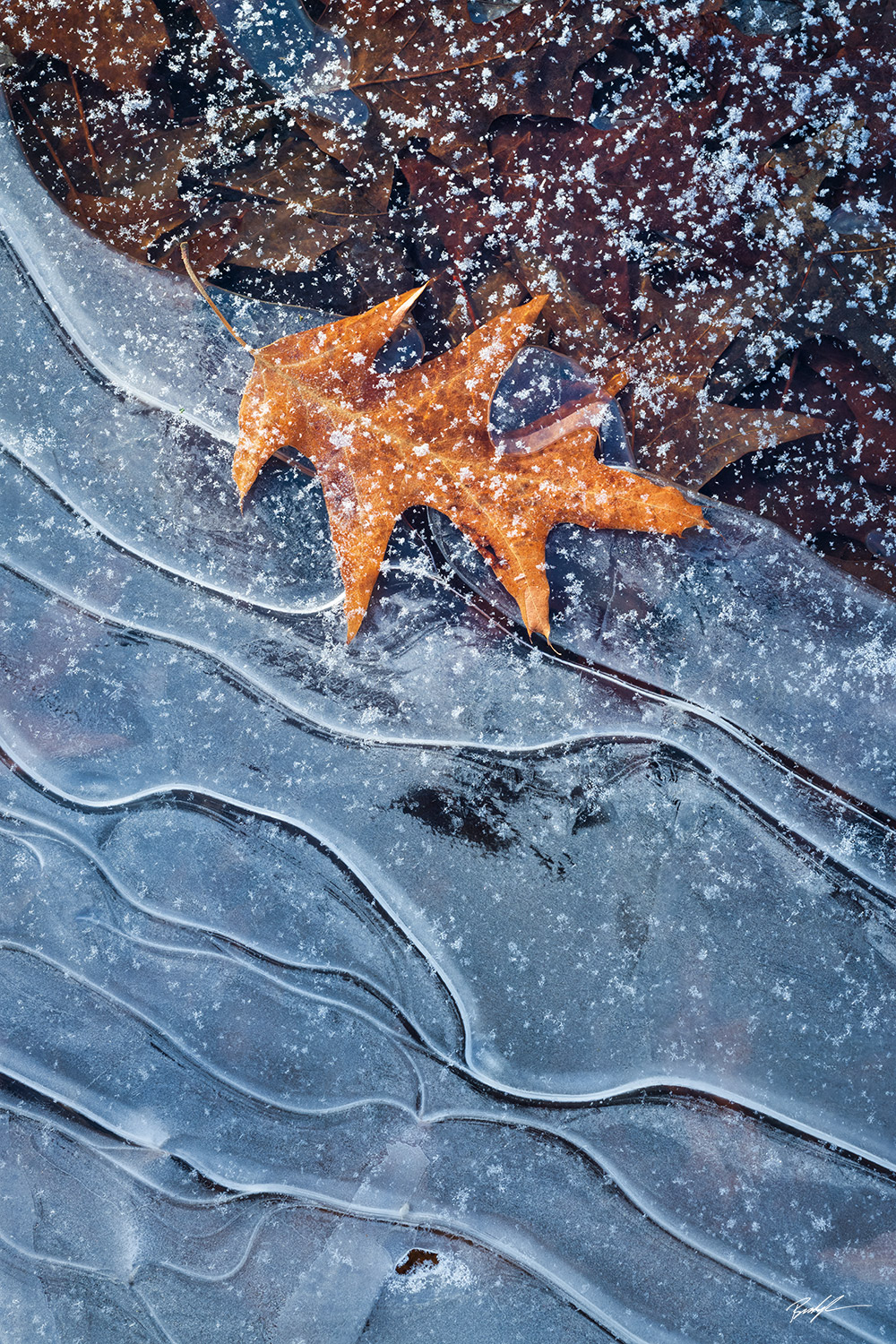 Winter Ice Formation and Leaves Southern Illinois