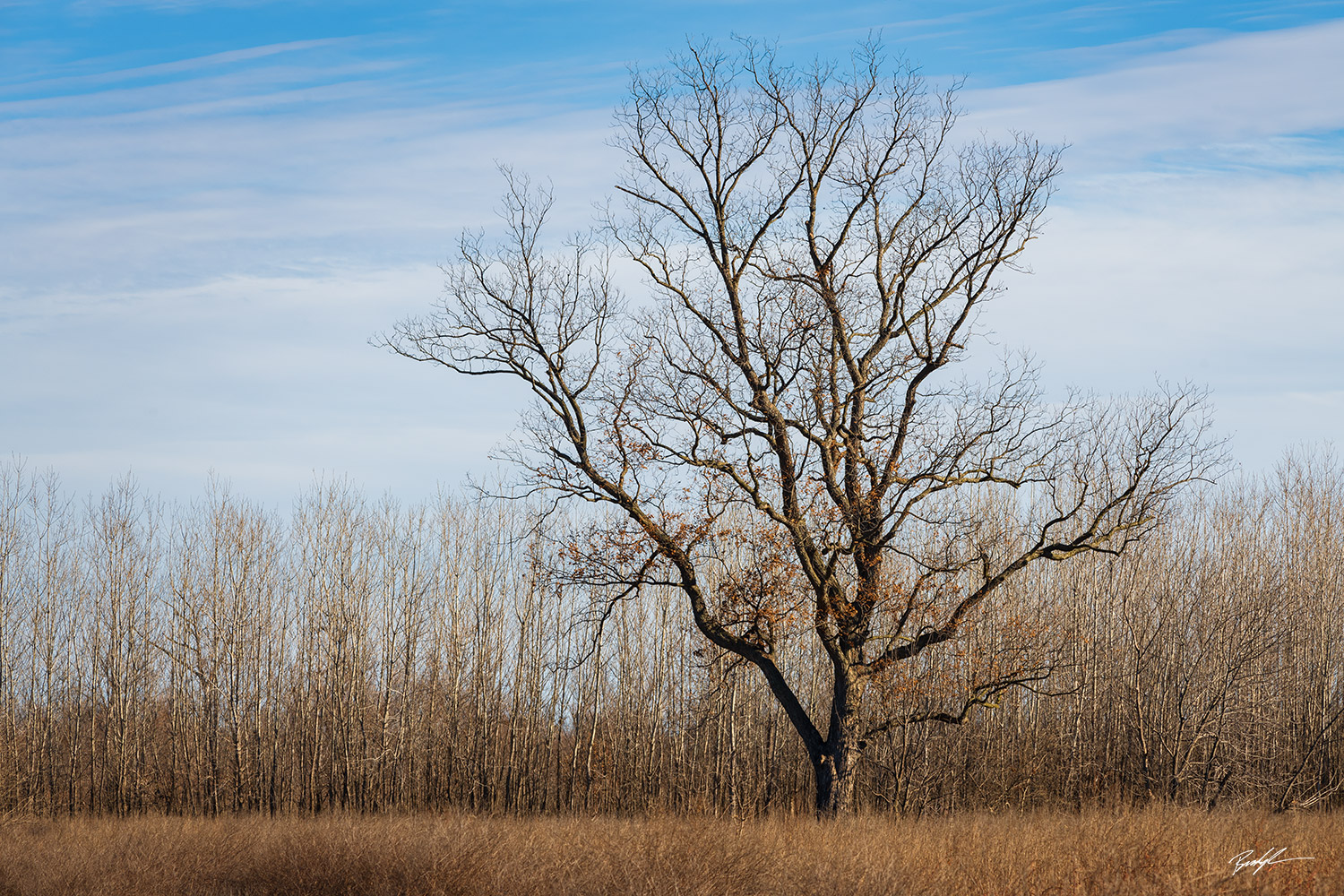 Single Tree Calhoun County Illinois