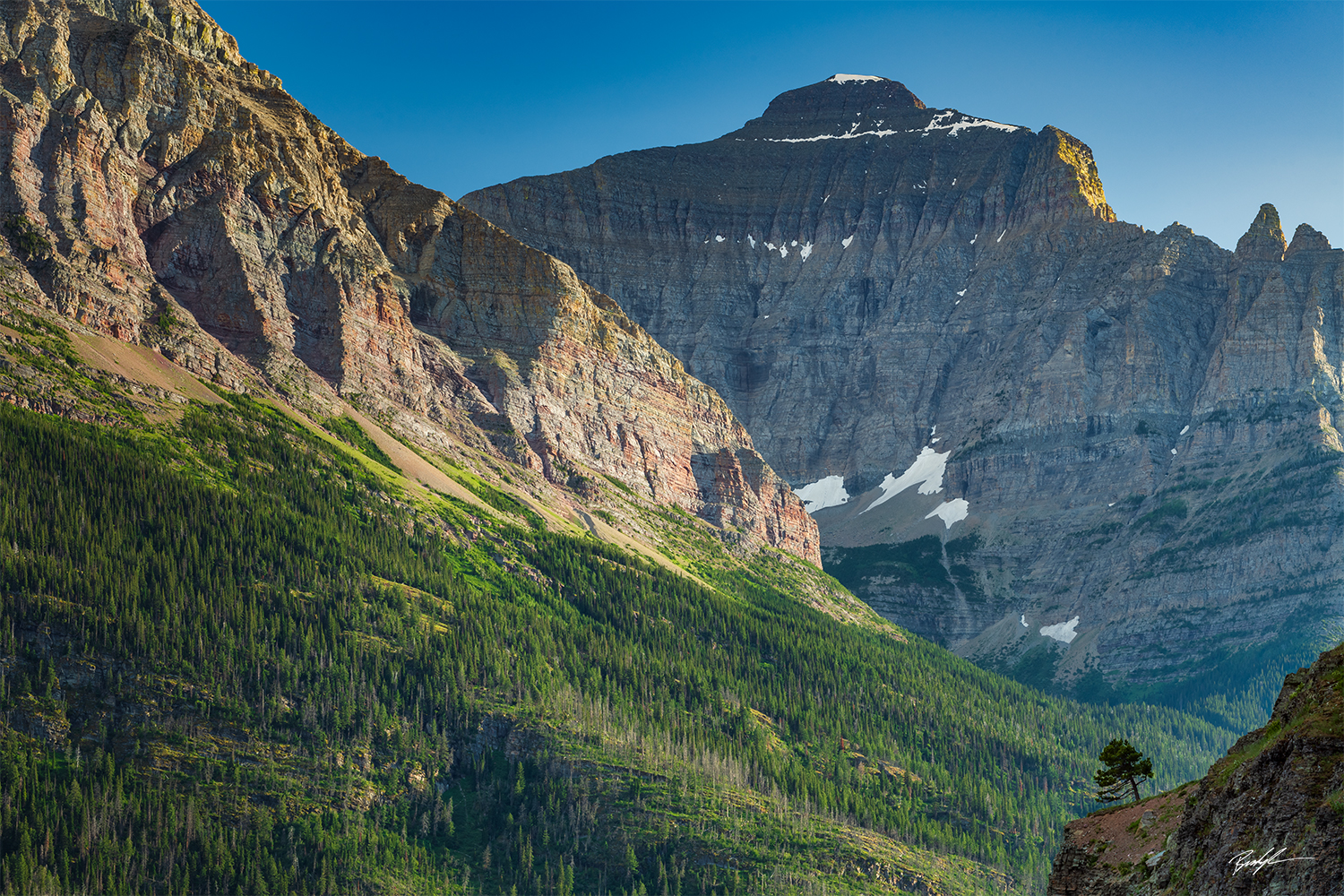 Mountains and Tree Glacier National Park Montana