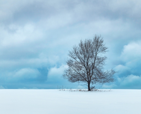Winter Tree Sleeping Bear Dunes National Lakeshore Michigan