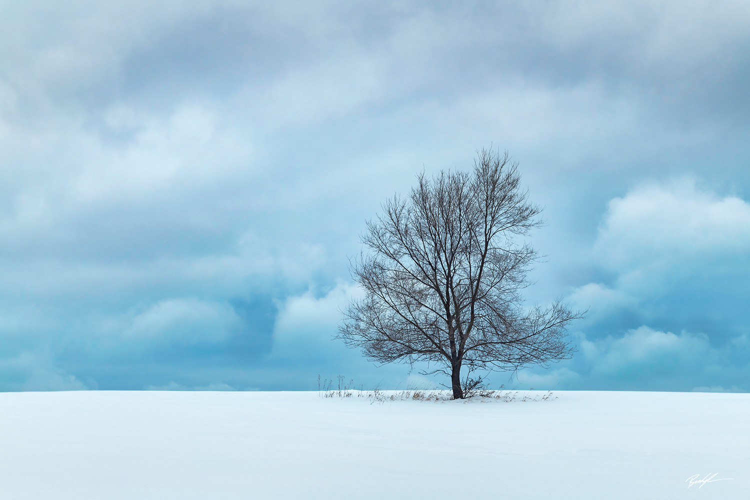 Winter Tree Sleeping Bear Dunes National Lakeshore Michigan