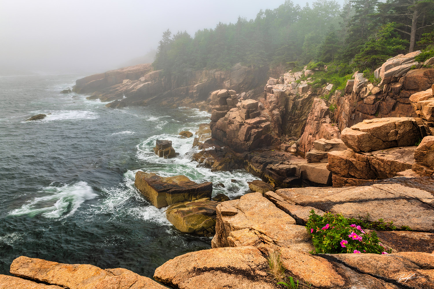 Acadia National Park Shoreline Fog Maine