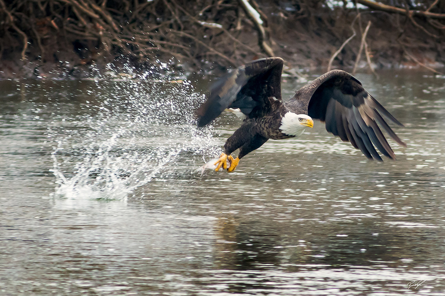 Bald Eagle Catching a Fish Carlyle Illinois