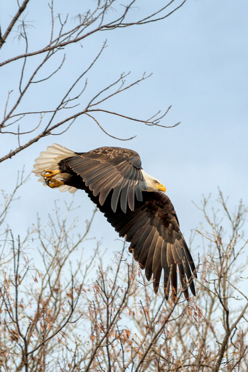 #E003 - Bald Eagle in Flight