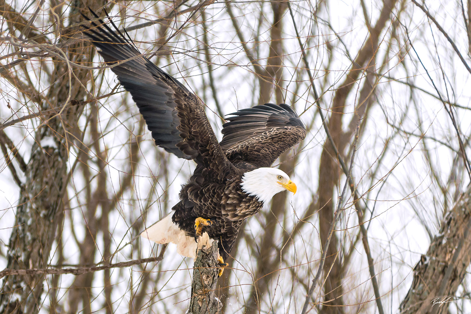 Bald Eagle Prepares to Fly