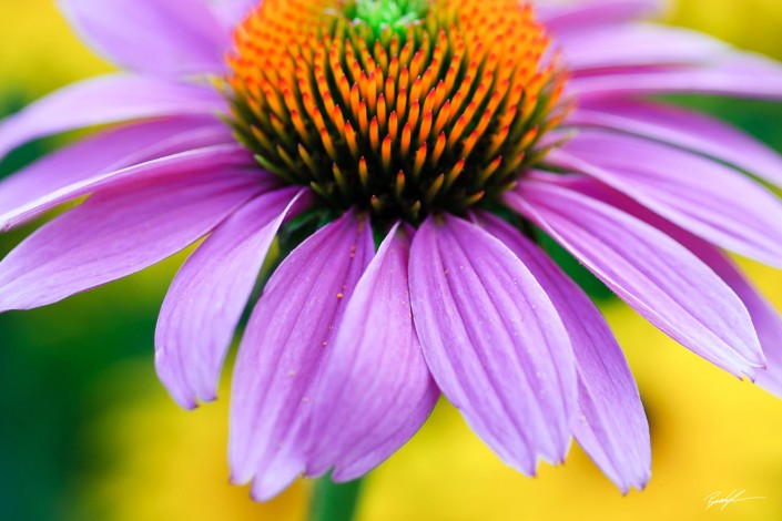 Coneflower