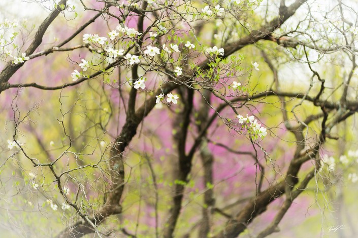 Dogwood Tapestry Pere Marquette State Park Illinois