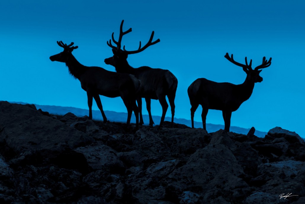 Elk Silhouette, Rocky Mountain National Park, Colorado