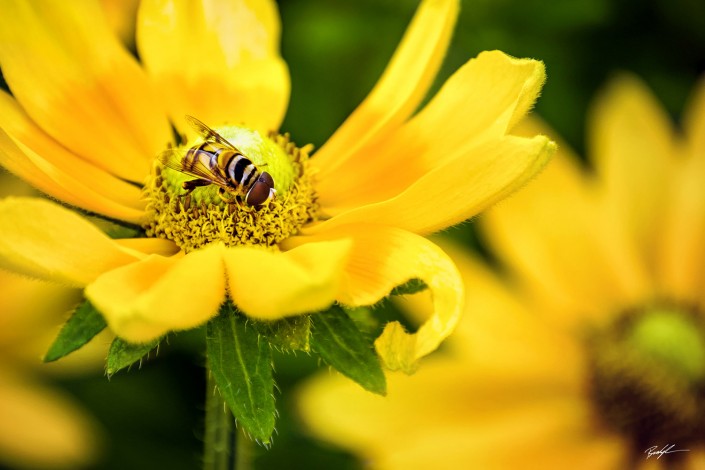 Insect and Yellow Daisy Pair