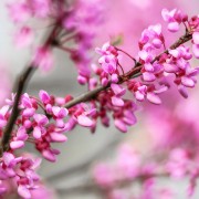 Redbud Blossoms Spring