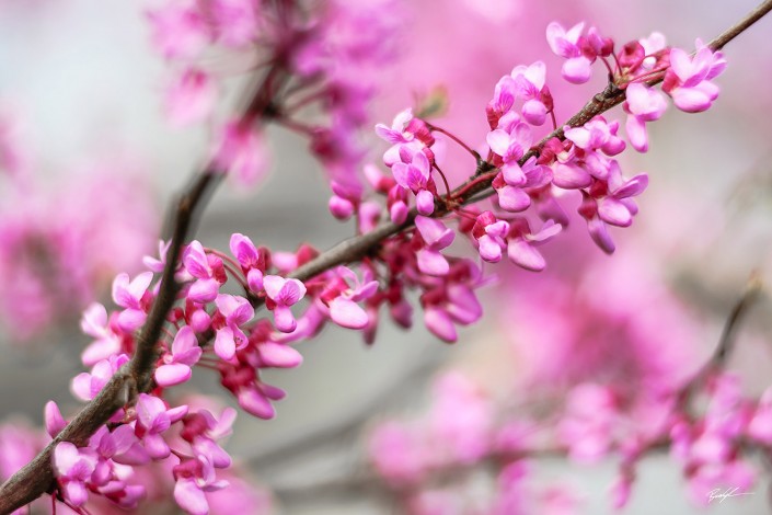 Redbud Blossoms Spring