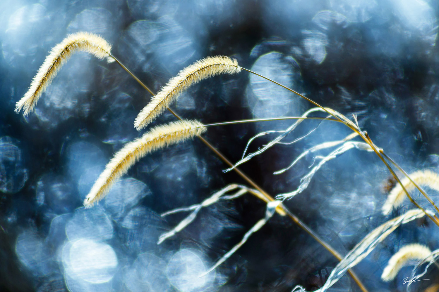 Winter Grass and Shimmering Lake, Calhoun County, Illinois