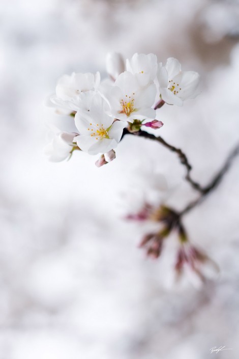 Yoshino Cherry Blossoms