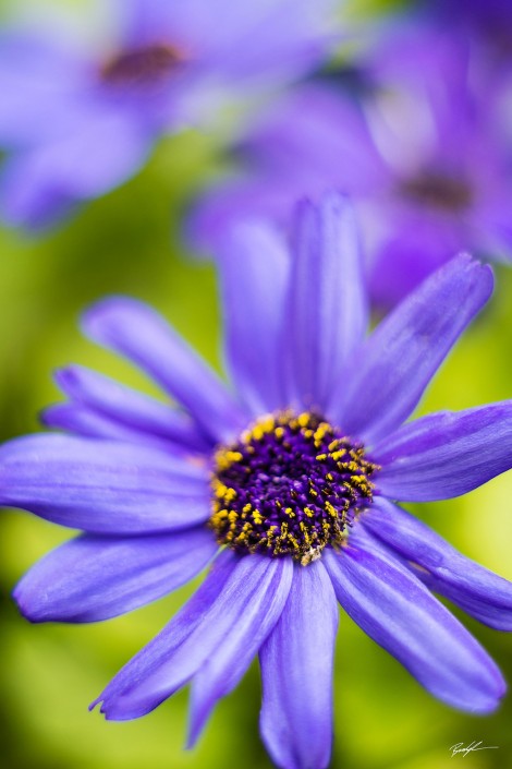 African Daisy