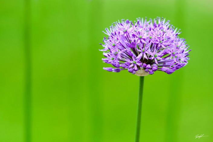 Allum Purple Lila's Garden Highland IL