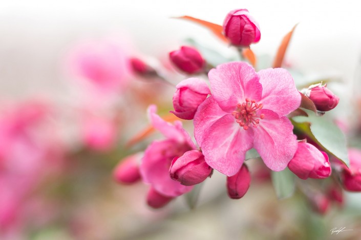 Crab Apple Blossoms