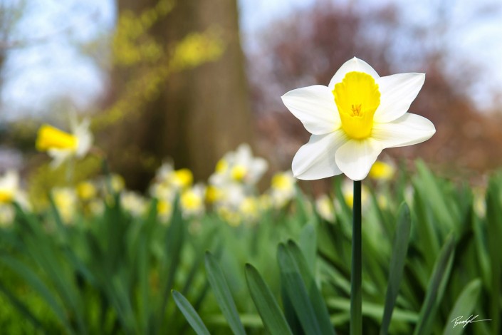 Daffodil Garden