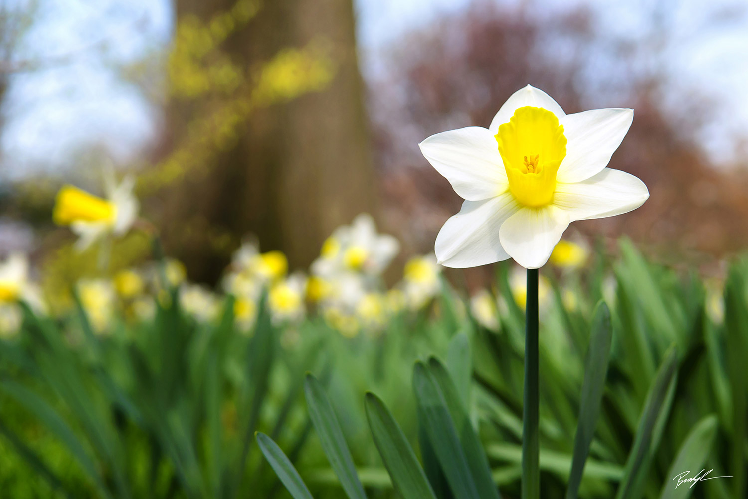 Flower Photography - Brady Kesner Photography