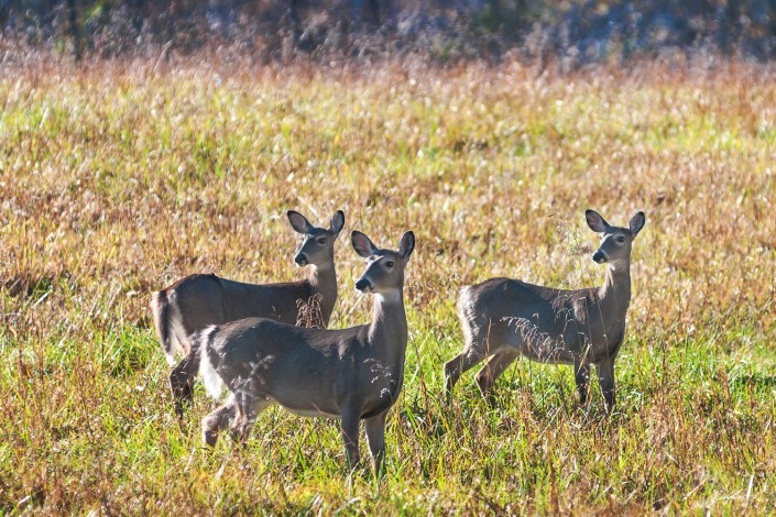 Deer Cades Cove Smoky Mountain National Park