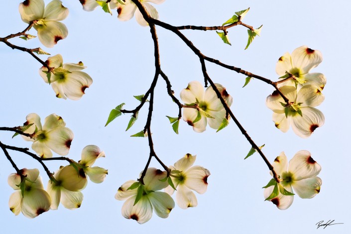 Dogwood Branch Overhead