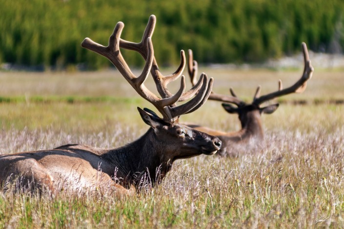 Elk Pair Yellowstone National Park Wyoming