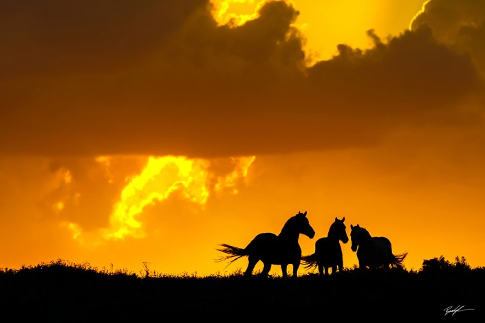 Three Horse Silhouette Flint Hills Kansas
