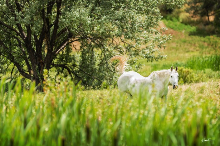 White Horse in Pasture Colorado