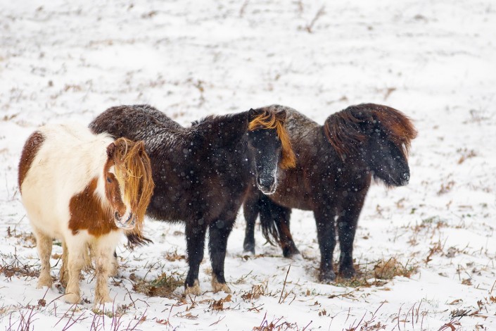 Mini Horses Snow Storm Southern Illinois