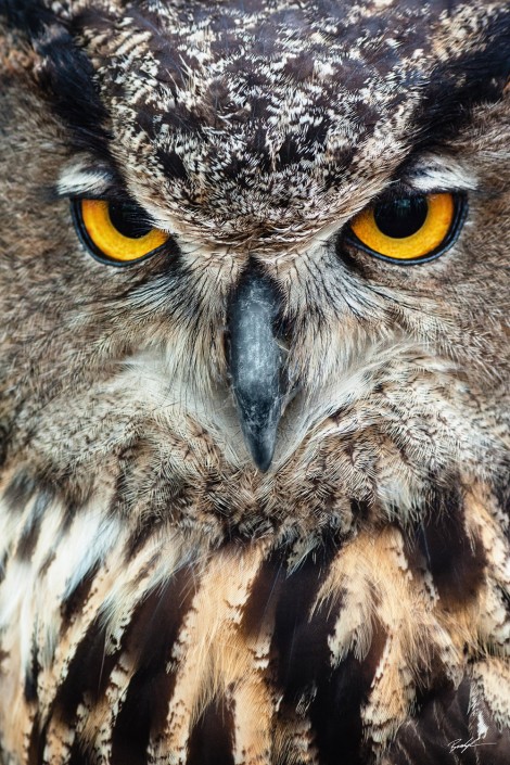 Owl Stare Missouri