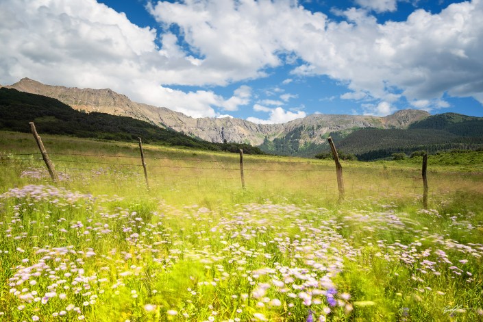 San Juan Mountains Wildflowers and Breeze Colorado