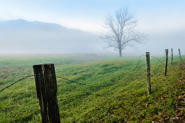 Tree Fence Fog Cades Cove Smoky Mountain National Park Tennessee