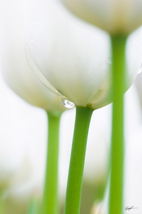 White Tulip and Raindrop