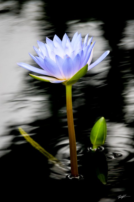 Water Lily and Black Water