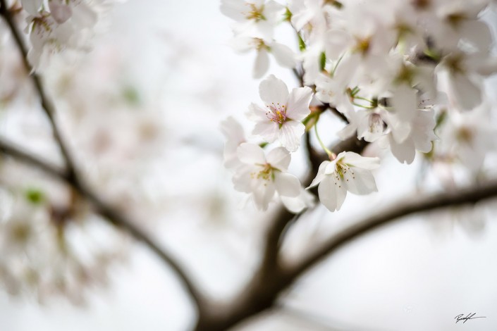 Yoshino Cherry Blossoms