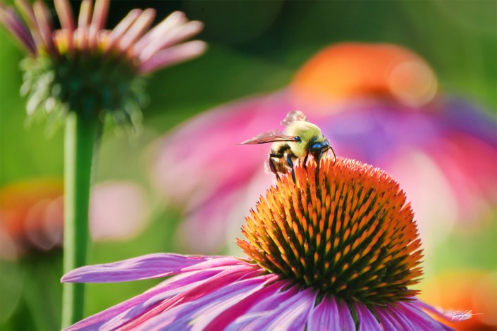 Coneflowers and Bee