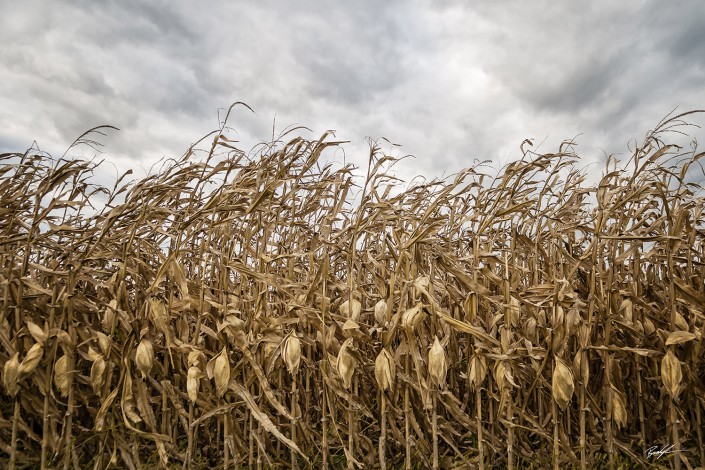 Late Season Corn Ominous Sky Bond County Illinois