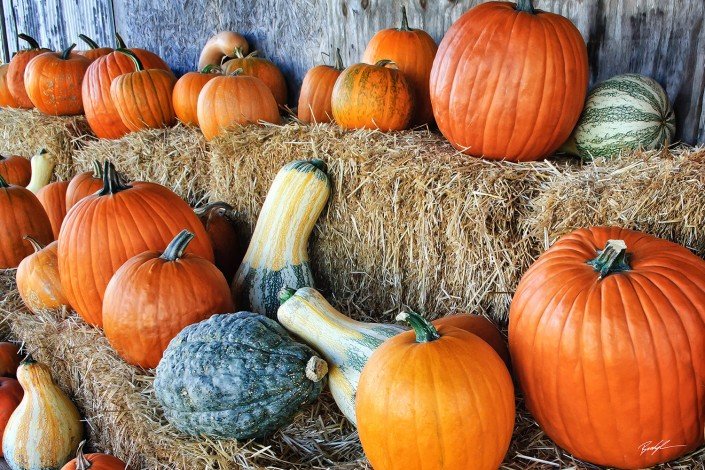 Pumpkins Gourds and Hay Bales