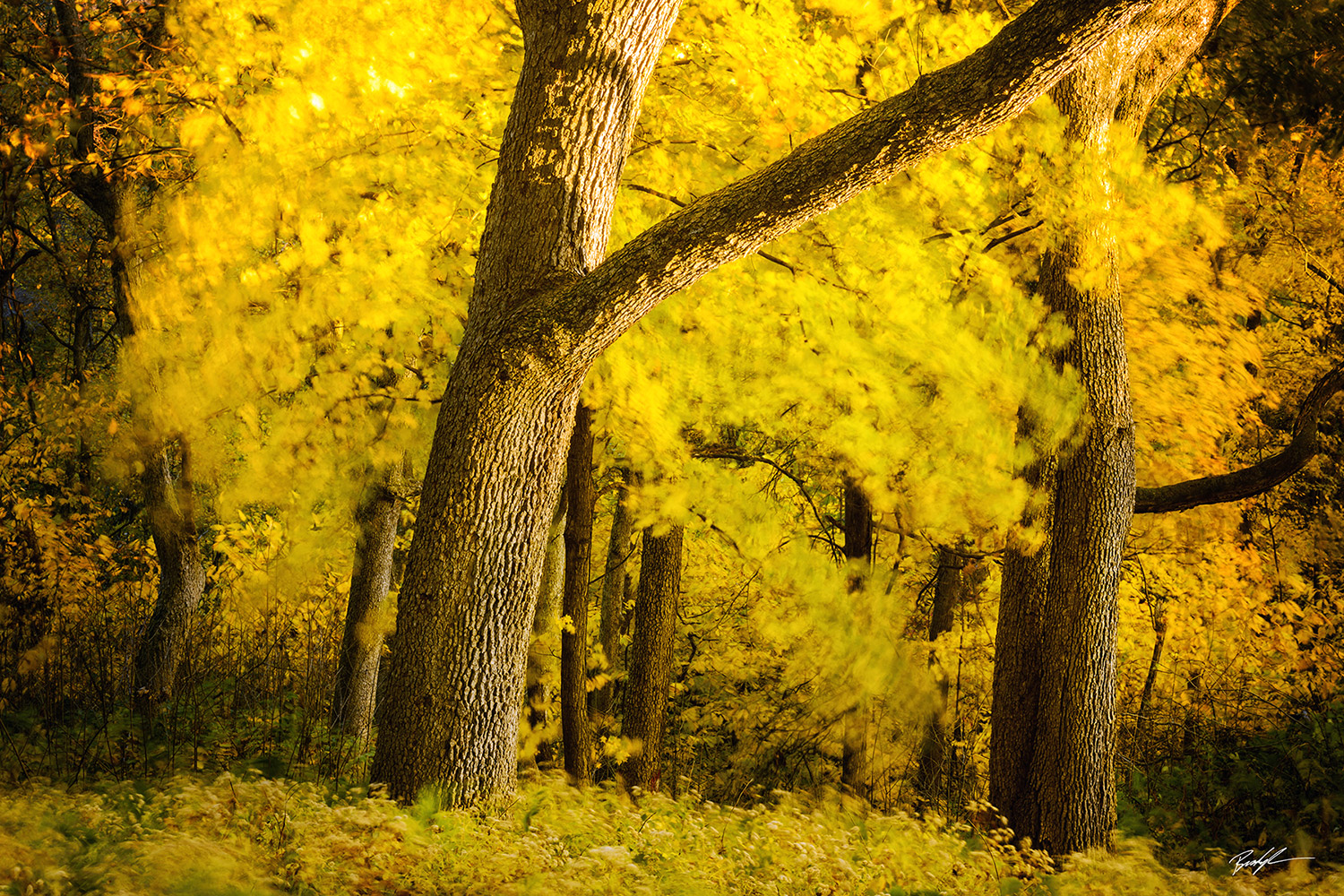 Autumn Trees Breeze Pere Marquette State Park Illinois