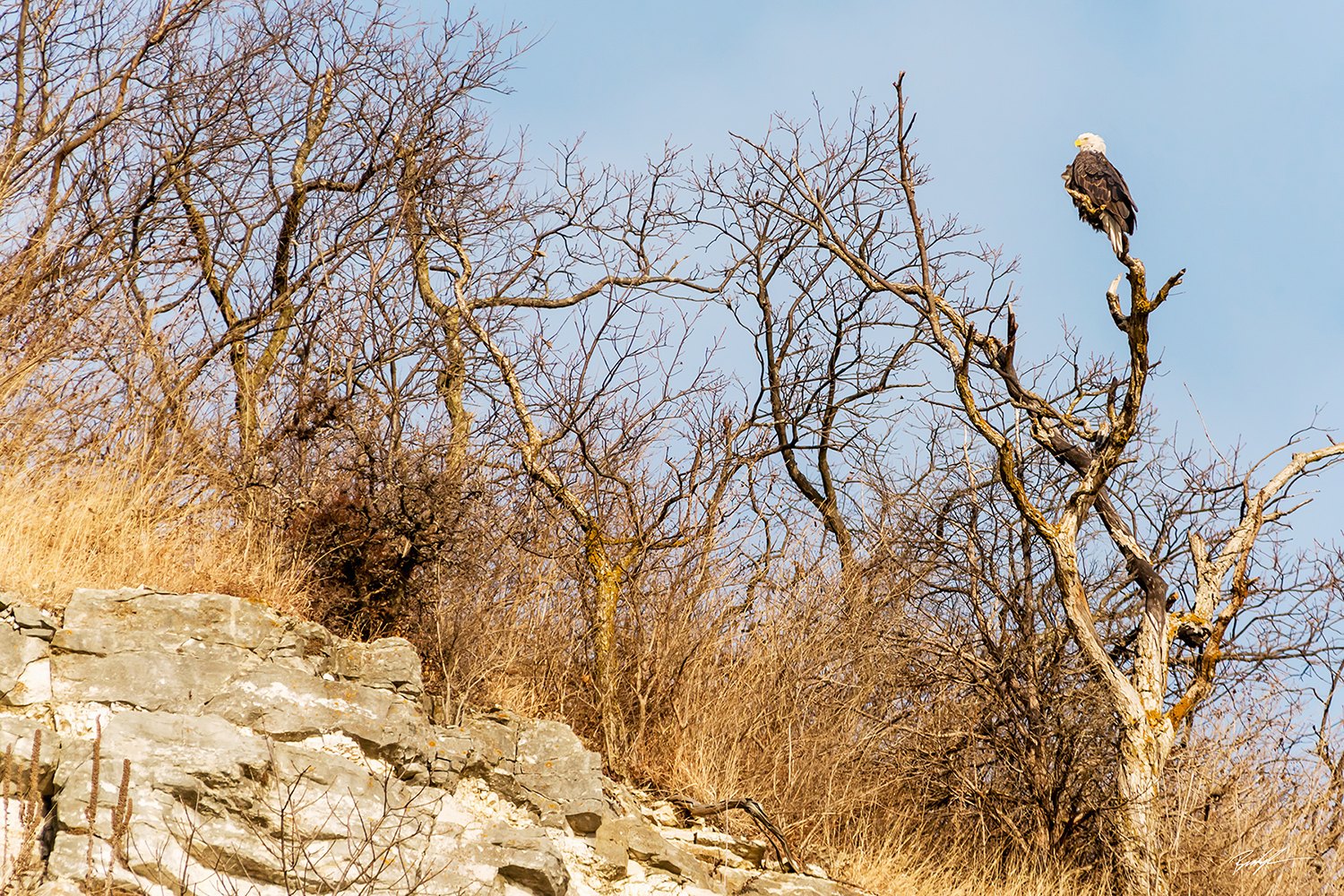 Bald Eagle on Great River Road Bluffs