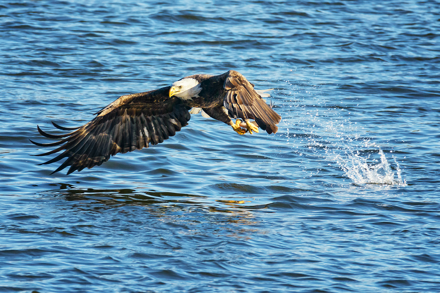 Bald Eagle Catching a Fish Clarksville Missouri