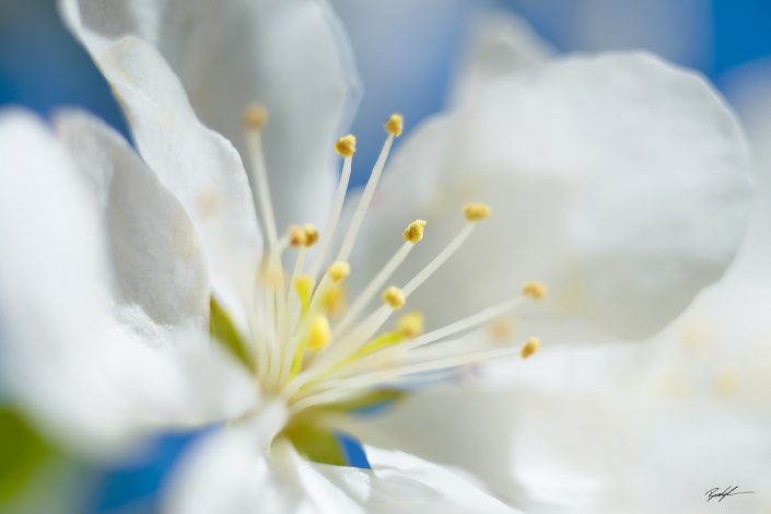 Crab Apple Blossom White