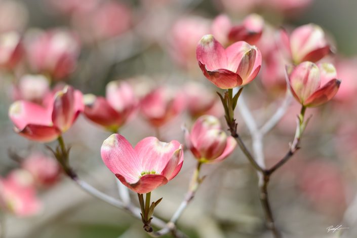 Dogwood Blossoms