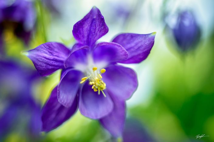 Purple Columbine